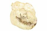 Fossil Oreodont (Leptauchenia) Skull - South Dakota #263493-2